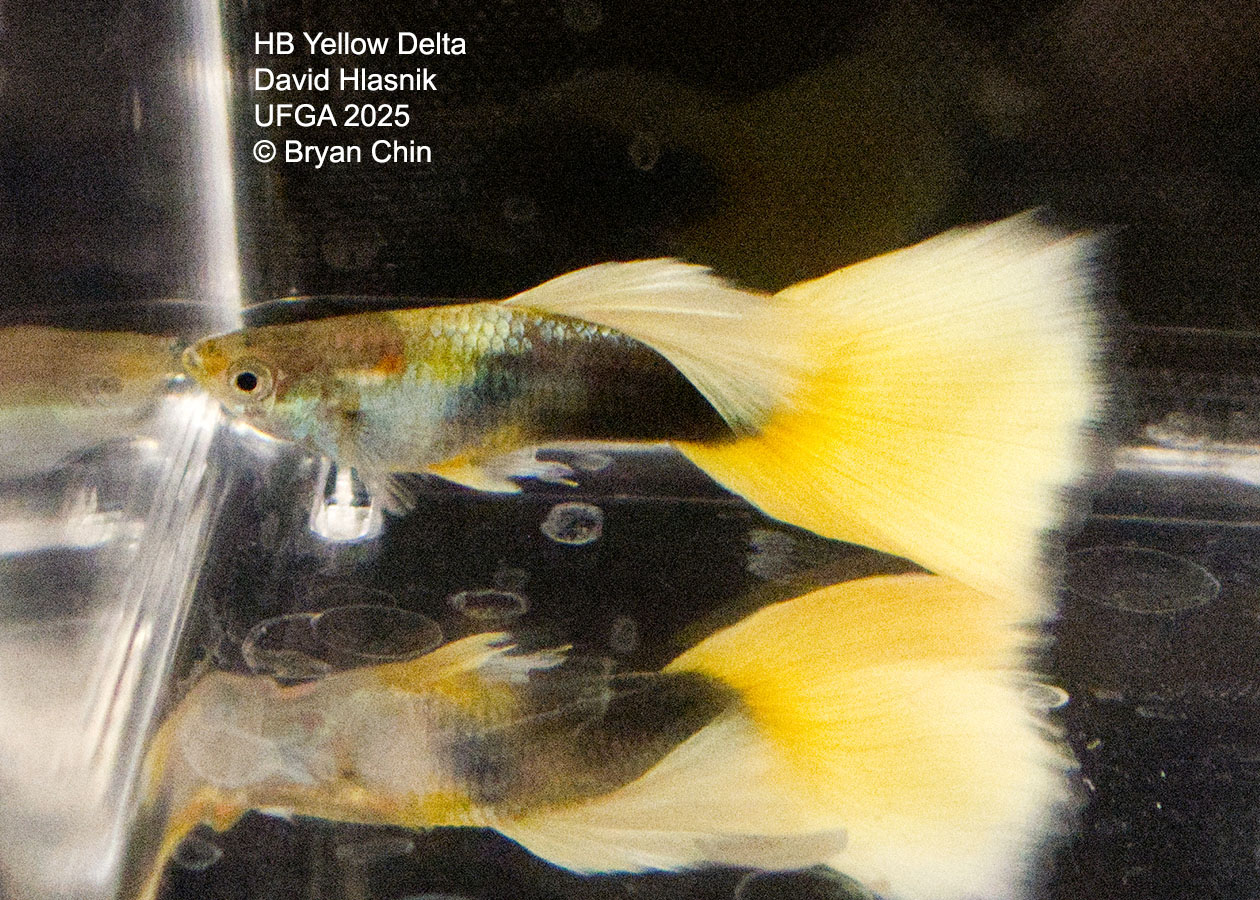 Guppy HB Yellow